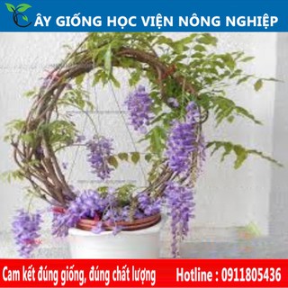 cây hoa leo tử đằng