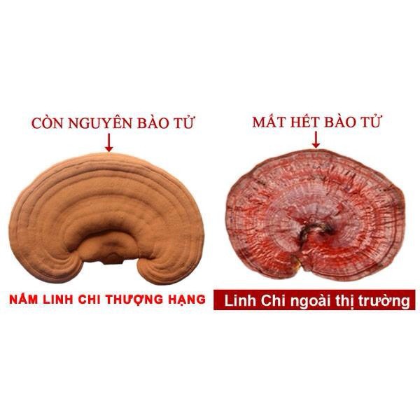 NẤM LINH CHI CÒN NGUYÊN BÀO TỬ - KHUYẾN MÃI MUA 4 TẶNG 1 [Helifood]