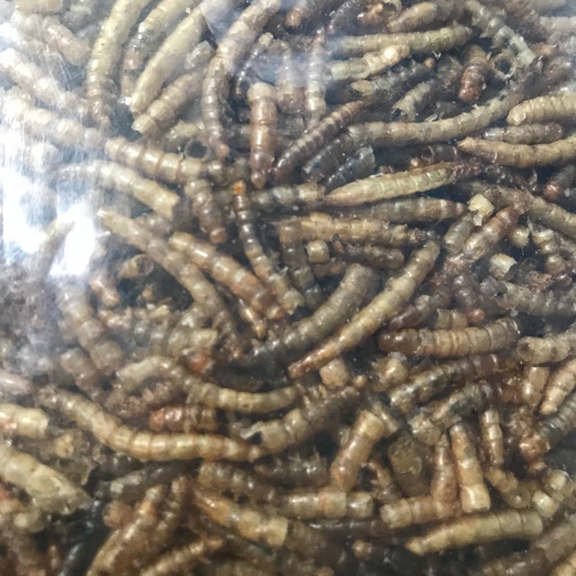 Sâu khô size trung