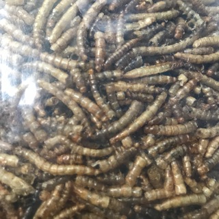 Sâu khô size trung