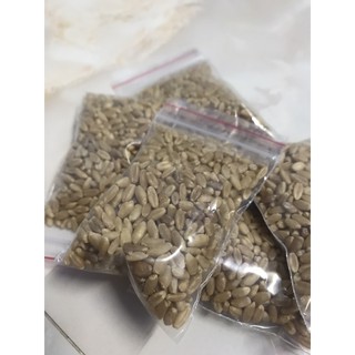 Hạt giống cỏ mèo/hạt giống lúa mạch (Wheat grass)