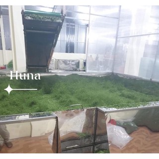 Bột cần tây sấy lạnh