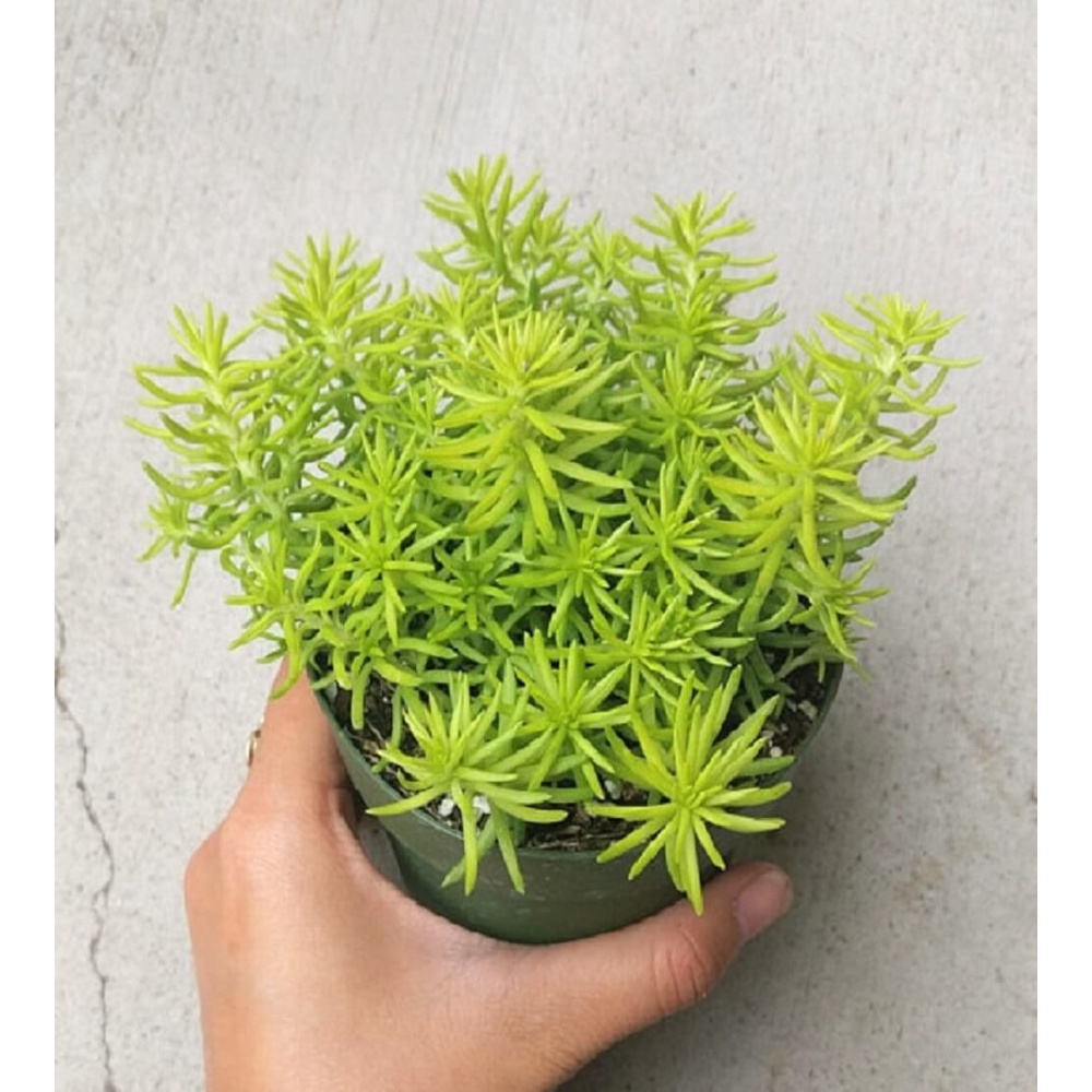 Cây Sedum rupestre Angelina (Cỏ Cảnh Thiên) chậu nhựa