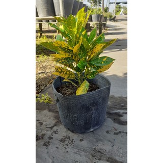 Cây cô tồng lá đốm
