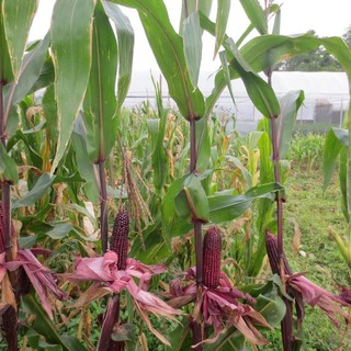 COMBO 3 gói hạt giống ngô tím ngọt F1 - 1 gói 10gr - DC