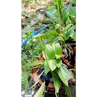 HOA LAN TIỂU  HỒ ĐIỆP RỪNG.HOA RẤT ĐẸP. RẤT DỄ TRỒNG .. 29K /2 BỤI(hiện tại cây đang ra hoa rất đẹp