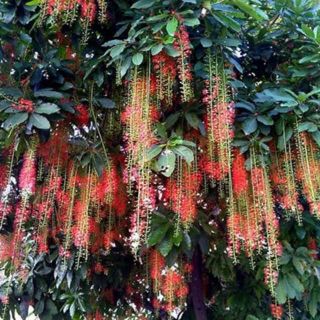 Chậu cây lộc vừng cao 150cm. Bầu to, Cây đẹp