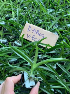 Hoa lan Vanda size cây giống