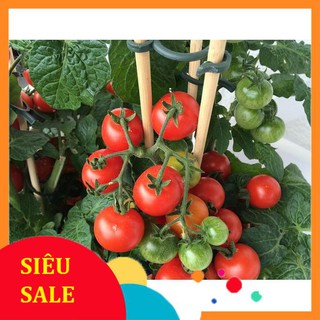 20 Hạt giống Cà chua chery đỏ (tặng gói kích nẩy mầm và hướng dẫn) VIETPHAT