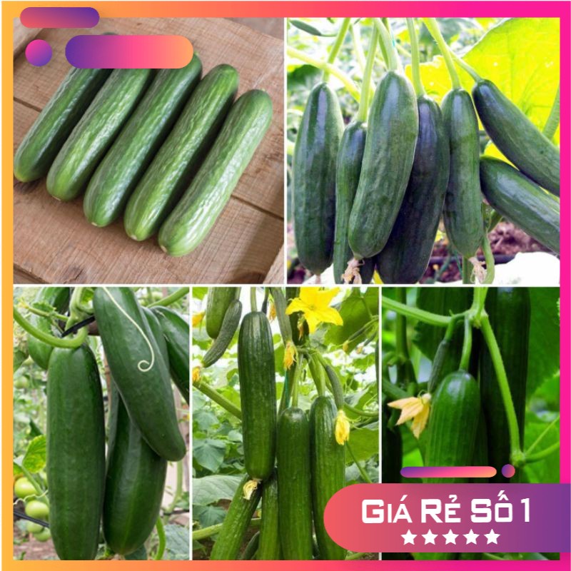 20H - Hạt giống dưa chuột chùm trơn F1