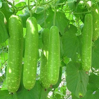 Hạt Giống Bí Đao Chanh F1
