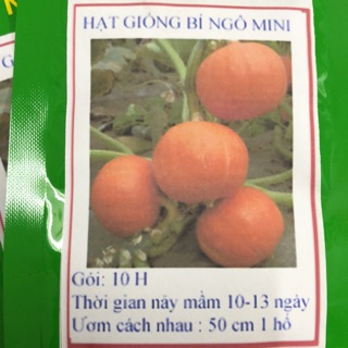Hạt giống Bí ngô mini 🍀