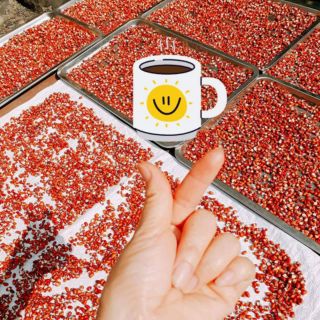 TRÀ MẦM GẠO LỨC ĐẬU ĐỎ RANG 1kg
