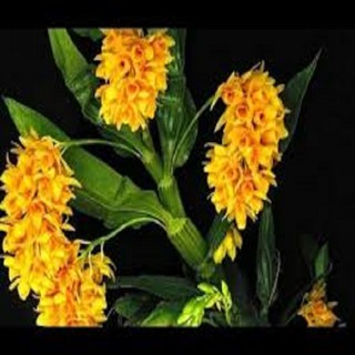Hoa phong lan - kiều dẹt (khóm 3 cây,cao 35cm, bộ rễ khỏe)+ 700g phân thỏ hữu cơ