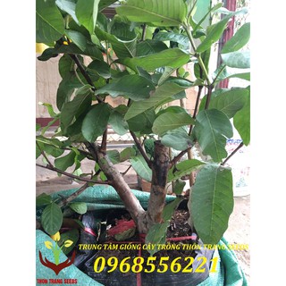 Ổi đài loan chậu to