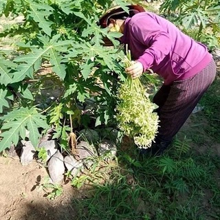 cây đu đủ đực, cây đu đủ, đu đủ giống