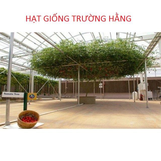 Cà Chua Bạch Tuộc ( Cà chua leo giàn) 30 hạt