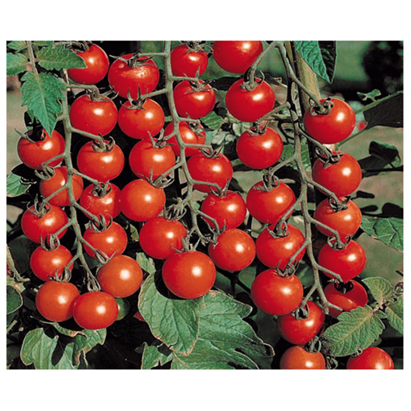 Hạt giống Cà chua bi chùm IDYII (cây cao)