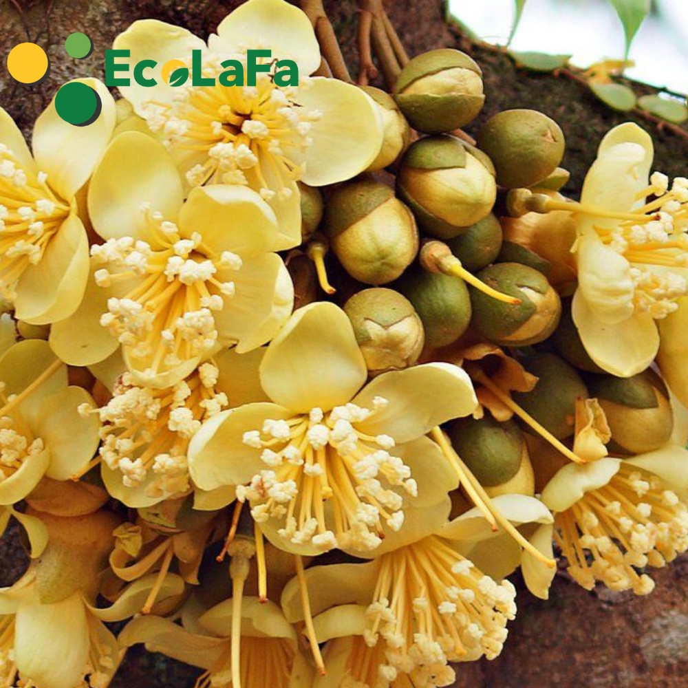 Phân bón lá vi lượng Chelate EDTA  Amino Acid  gói 25 gram bổ sung 6 loại phân vi lượng nhập khẩu từ Tây Ban Nha