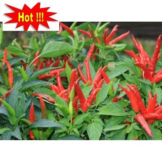 Hạt Giống Ớt Chỉ Thiên Siêu Cay 20 HẠT