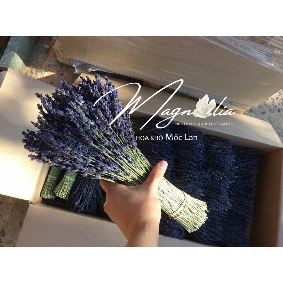 Hoa Lavender khô  ❤️FREESHIP❤️ Hoa khô oải hương hàng loại 1 True Lavender Pháp siêu tím - Lẻ cành đẹp