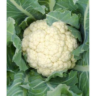Hạt giống Súp lơ trắng – 0.2Gram/Gói