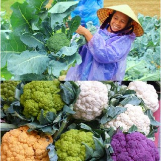  Hạt giống súp lơ mix ( súp lơ nhiều màu ) - 1 gói 20 hạt