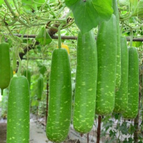 [Seeds] Hạt giống Bầu sao F1, đóng gói 10 hạt