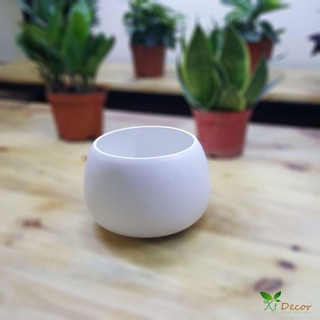 Tùng Bồng Lai + chậu hạt dẻ