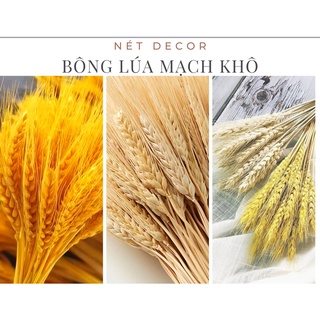 🍁Bó hoa khô Lúa mạch trang trí cắm lọ 🍁 Bông Lúa Mạch khô decor vintage🍁