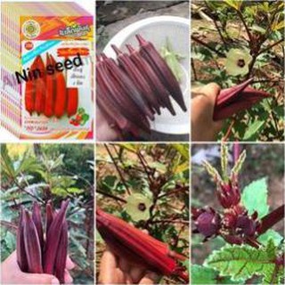 [Siêu khuyến mại] HẠT GIỐNG ĐẬU BẮP ĐỎ F1- DỄ TRỒNG THU HOẠCH SAU MỘT THÁNG