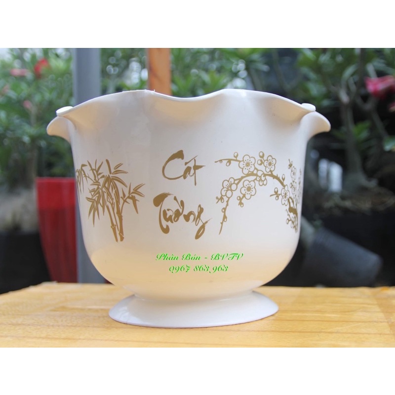 Chậu Tai Bèo Như Ý Cát Tường,kích thước 28x19cm,màu trắng