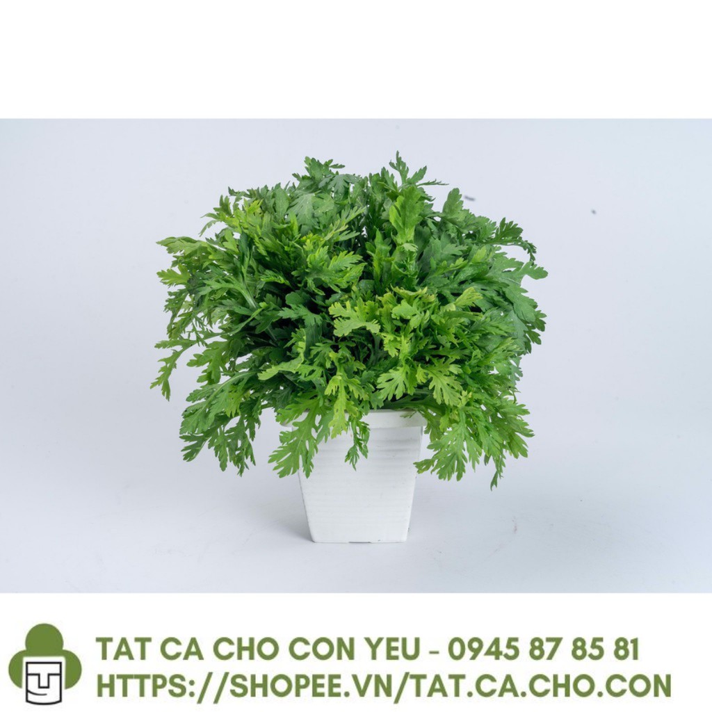 Gói 20g hạt giống tần ô Garland