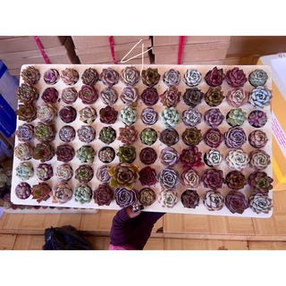 Sen vỉ mix loại 1 già cây lên màu 84 cây