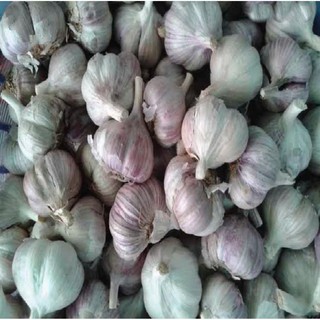 tỏi bắc loại 1