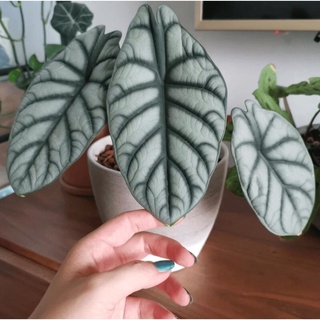 Cây Alocasia Dragon silver