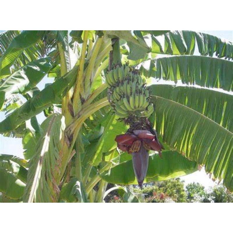 Cây giống chuối sứ việt nam