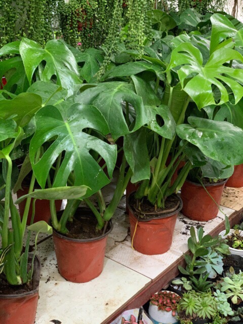 Trầu bà xẻ Montera giống thái lan chậu 3 cây size lá 20 đến 25cm