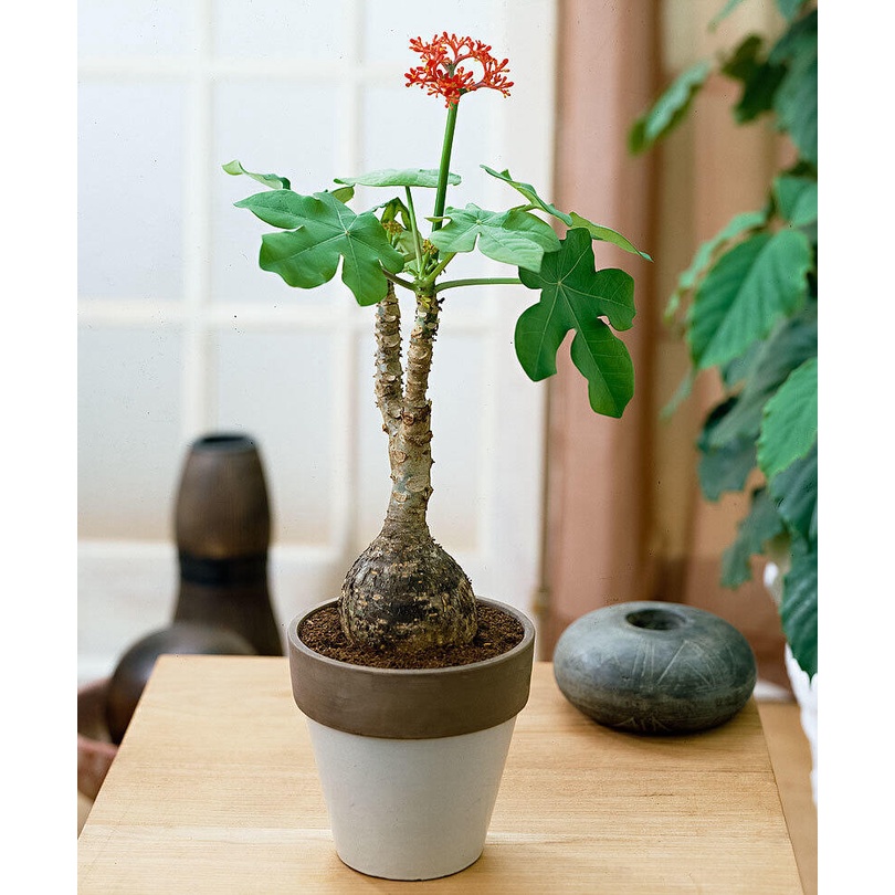 Cây Ngô Đồng trồng bịch đen (Tơ Đồng - Bo Rừng - Sen Lục Bình), được cố định trong thùng, đảm bảo cây vẫn tươi nguyên
