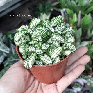 Cây Cẩm Nhung
