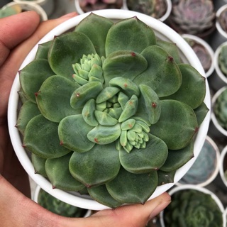 Sen đá bánh bao xanh trung