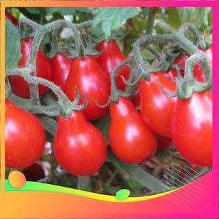 Hạt Giống Cà Chua Lê Đỏ - 30 Hạt VIETGAR