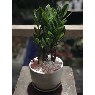 Chậu cây kim tiền