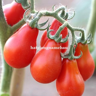 30H - HẠT GIỐNG CÀ CHUA CHERRY LÊ ĐỎ