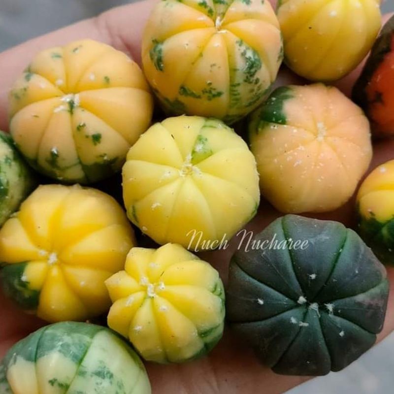 Xương rồng Aster Lem