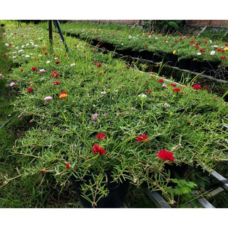Hoa Mười Giờ 3 Màu 1 Chậu