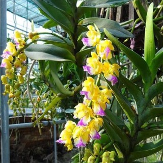 Hoa phong lan hoàng nhạn T8