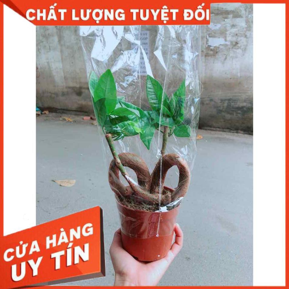 Chậu kim ngân nơ Nhiều Người Mua