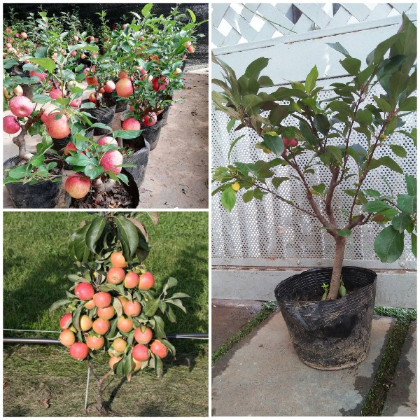 HẠT GIỐNG TÁO ĐỎ LÙN (10 HẠT) - Rau củ quả trồng tại vườn, sân thượng, nông trang, ban công