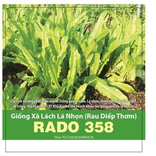 [Seeds] Hạt giống xà lách lá nhọn (Rau diếp thơm) Rado358, đóng gói 10gr
